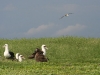 Albatross