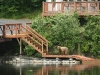 Brown Bear