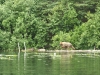 Brown Bear