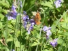 Butterfly & Wild Geraniums