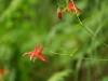 Columbine