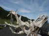 Driftwood