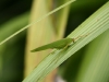 Grasshopper