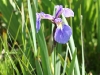 Wild Iris