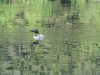 Common Loon