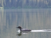 Common Loon