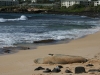 Monk Seal