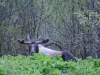 Moose