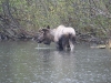 Moose