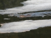Muskrat