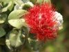 Ohia