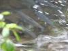 Red Salmon