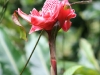 Torch Ginger
