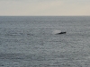 Humpback Whale
