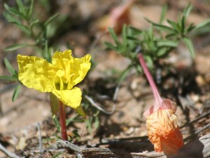 Bryce Canyon Wildflowers